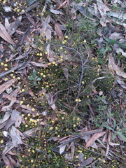 Acacia aculeatissima