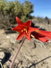 Zephyranthes phycelloides