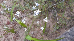 Tecophilaea violiflora