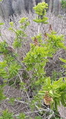 Anisomeria littoralis
