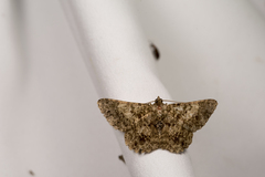 Racotis boarmiaria