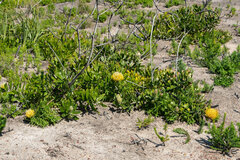 Leucospermum cuneiforme