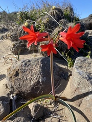 Zephyranthes phycelloides