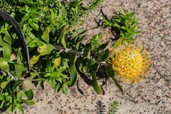 Leucospermum cuneiforme