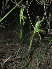 Pterostylis unicornis