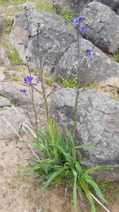 Pasithea caerulea