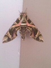 Daphnis nerii