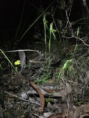 Pterostylis unicornis