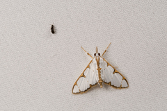 Cirrhochrista spinuella