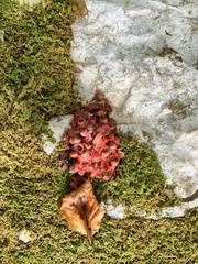 Ascocoryne sarcoides