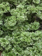 Polyscias scutellaria