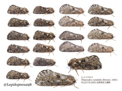 Thitarodes variabilis