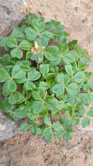 Oxalis megalorrhiza