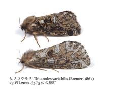 Thitarodes variabilis