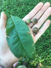 Quercus imbricaria