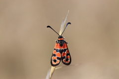 Zygaena fausta