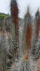 Eulychnia breviflora
