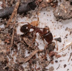 Tetramorium caespitum