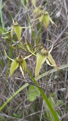 Gilliesia cuspidata