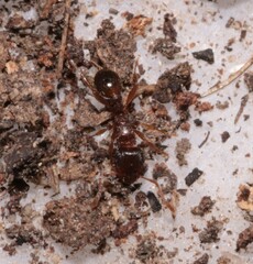 Tetramorium caespitum