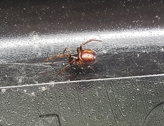 Steatoda bipunctata