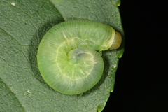 Macrophya punctumalbum