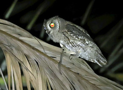 Otus scops