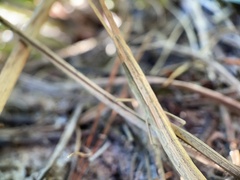 Achurum carinatum