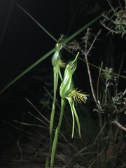 Pterostylis unicornis