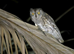 Otus scops