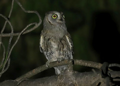 Otus scops
