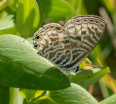 Leptotes