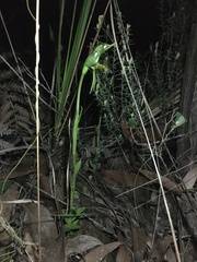 Pterostylis unicornis