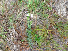 Lobelia brevifolia