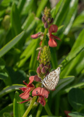 Leptotes