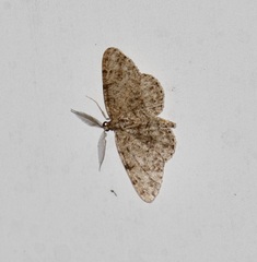 Protoboarmia porcelaria