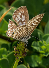 Leptotes