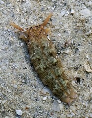 Plakobranchus ocellatus