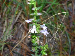 Lobelia brevifolia