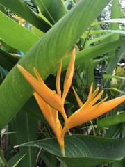 Heliconia psittacorum