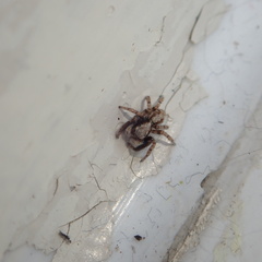 Pseudeuophrys lanigera