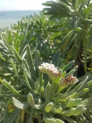 Tournefortia gnaphalodes