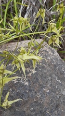 Gilliesia cuspidata