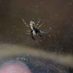 Pseudeuophrys lanigera