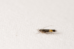 Cosmopterix