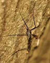 Tipula metacomet