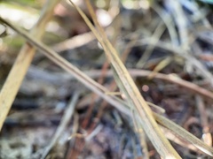 Achurum carinatum