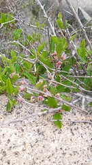 Bridgesia incisifolia