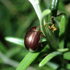 Chrysolina americana