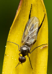 Empididae